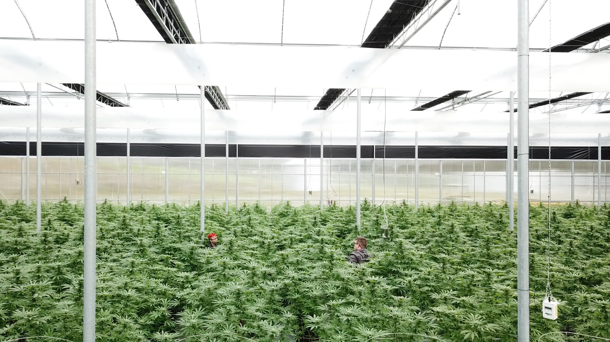 Tantalus Labs uses Elevated Signals Seed-to-sale software