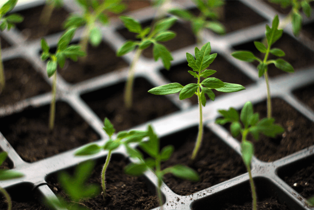 Cannabis tissue culture clones