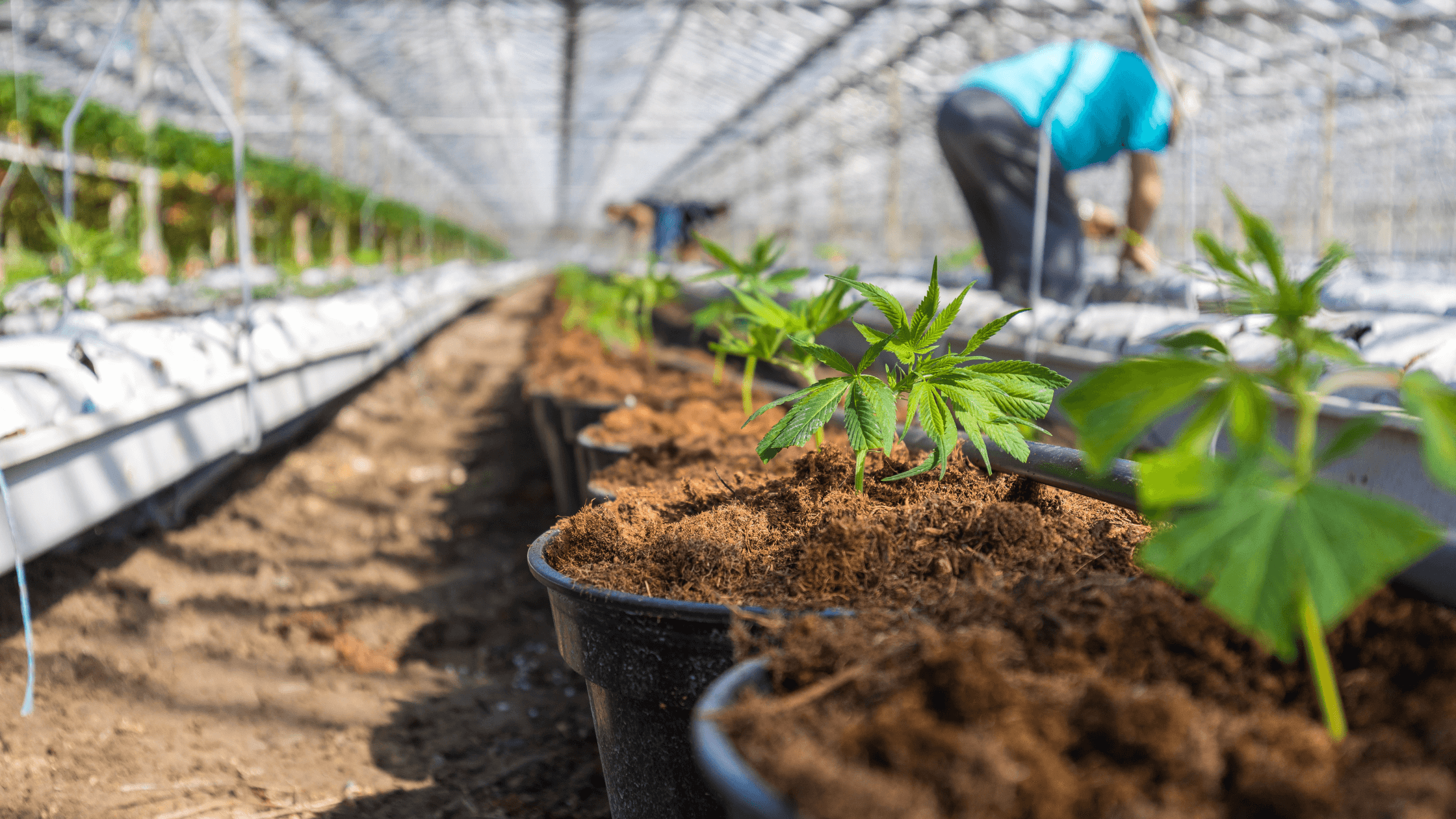 Cannabis cultivation