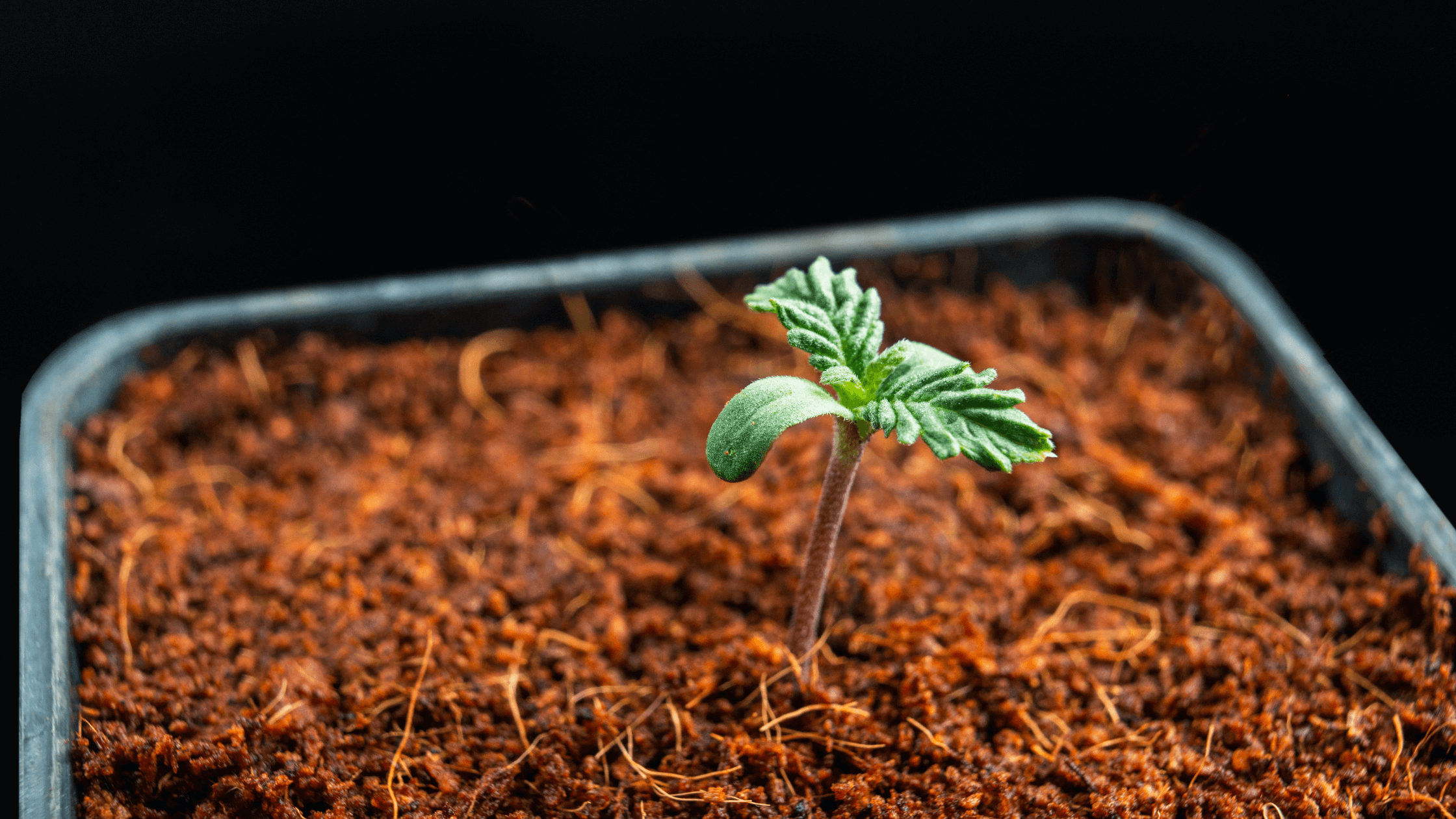 How to scale your cannabis operation [The ultimate guide + expert