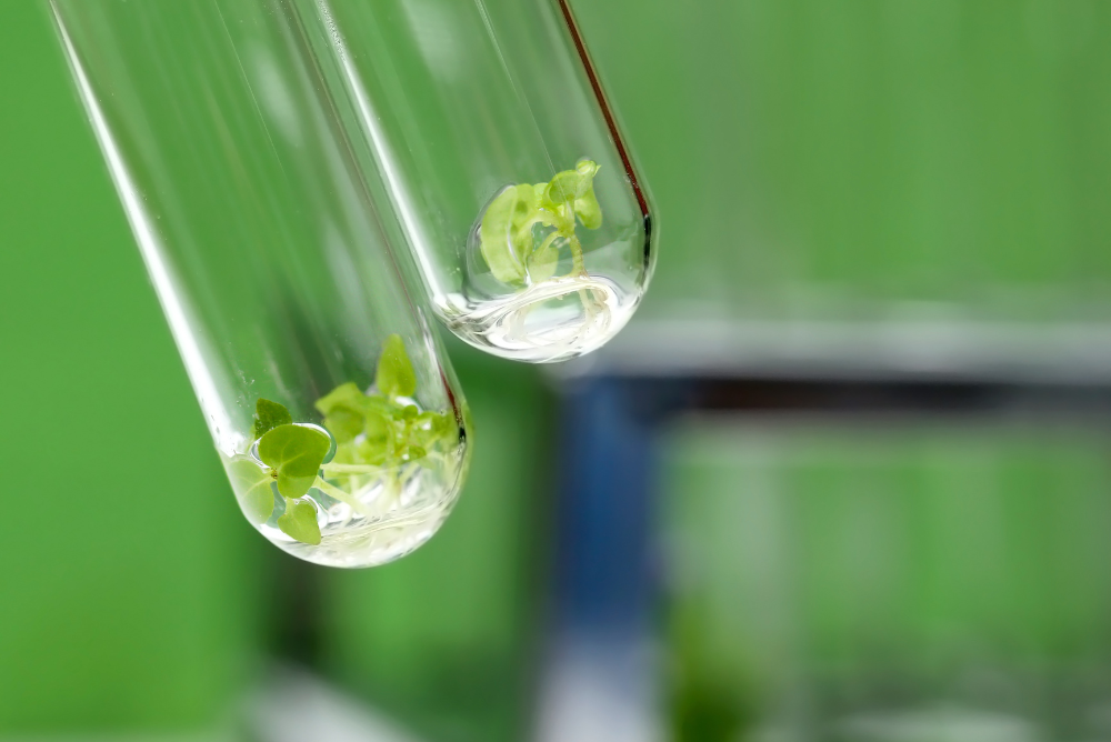 Plant tissue culture: The benefits & why producers are using it to supplement traditional propagation [Webinar]