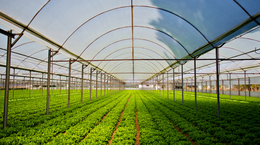 Case Study: Helping Rubicon Organics save over $500k in 1 year with a digital QA program