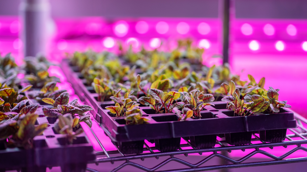 Case Study: MTL's Path to Boosting Operational Profit Margins with Elevated Signals