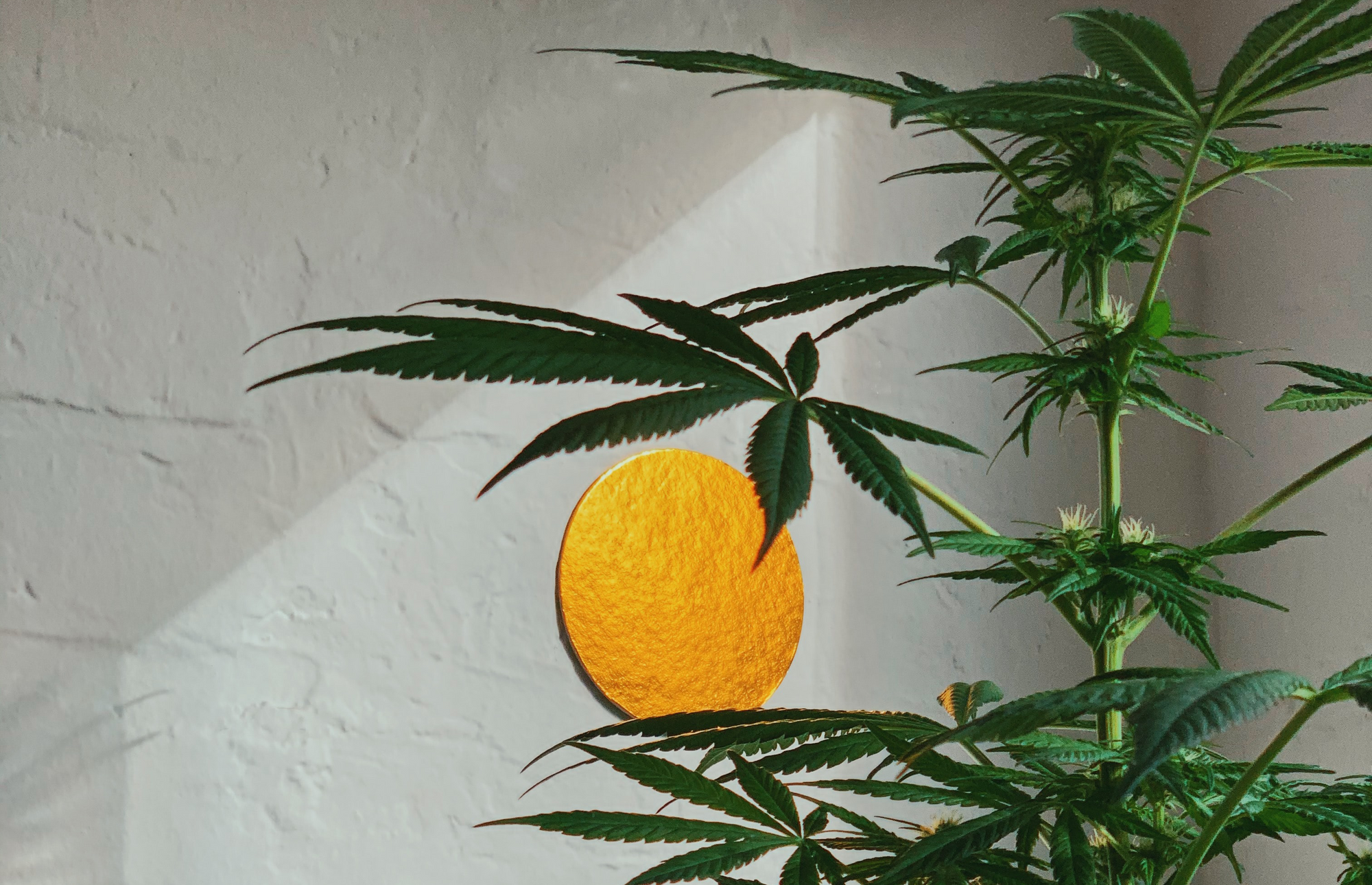 Getting ready for GMP: The future gold standard of cannabis production