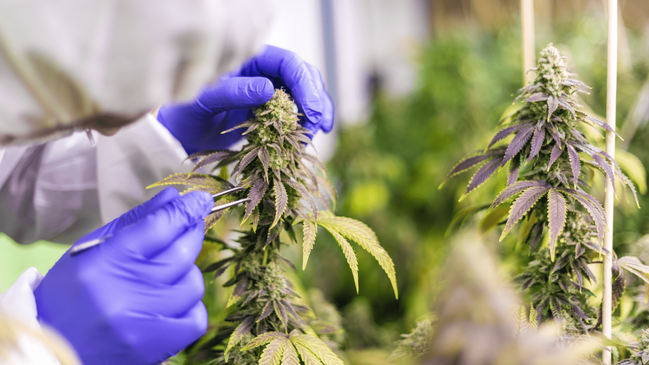 Cannabis cultivation Data