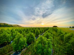 Press Release: New Zealand’s largest medical plant cultivator, Puro, selects Elevated Signals