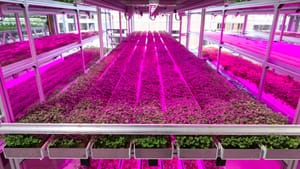 Case Study: Guiding Vertical Harvest Through Digital Transformation and AI Adoption